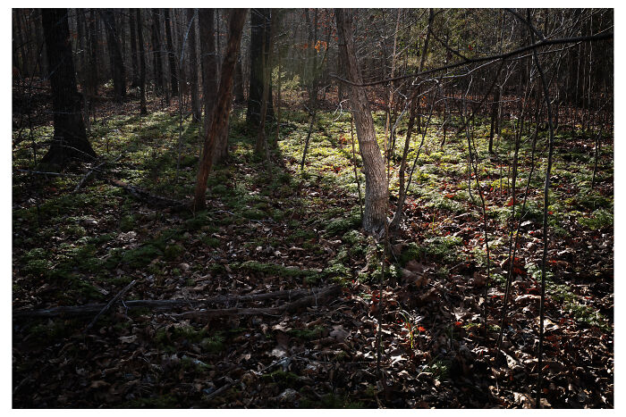 A Walk In The Woods By Benita Mayo