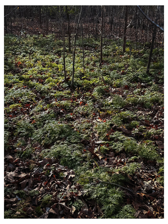 Running Cedar By Benita Mayo