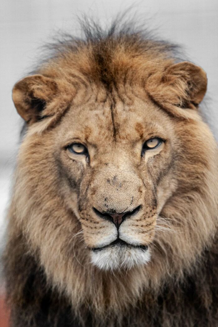 “The Wild Faces Of Elegance — Where Power Meets Grace”