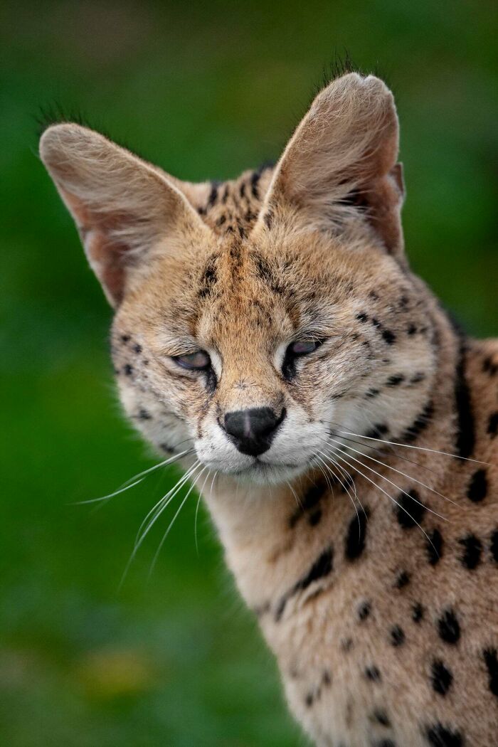 “The Wild Faces Of Elegance — Where Power Meets Grace”