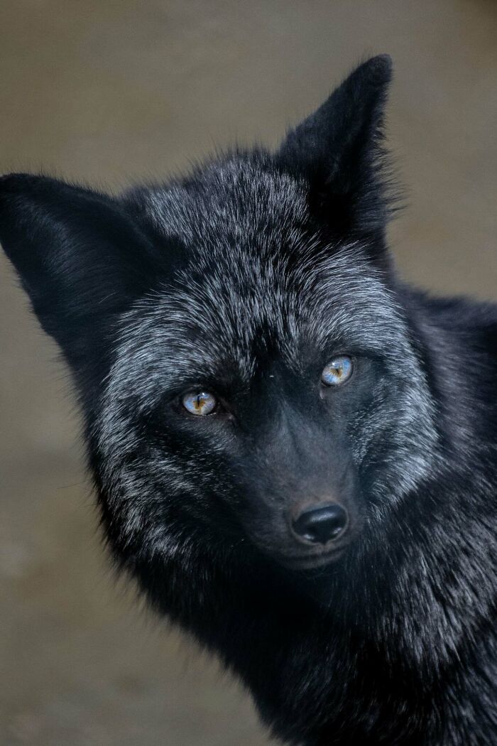 “The Wild Faces Of Elegance — Where Power Meets Grace”