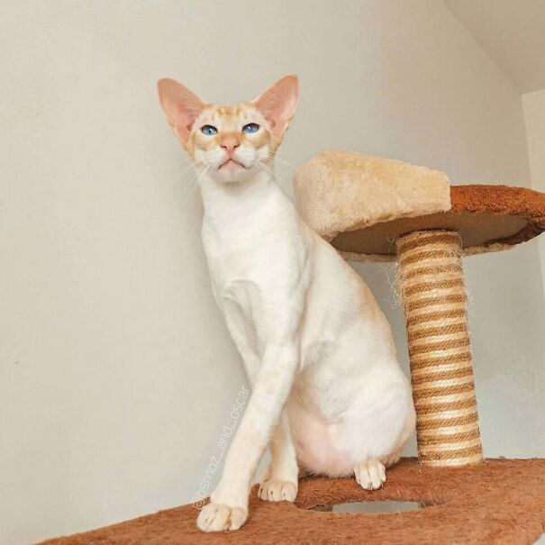 Modern-version-of-a-flame-point-Siamese-cat-960x960-1.jpg
