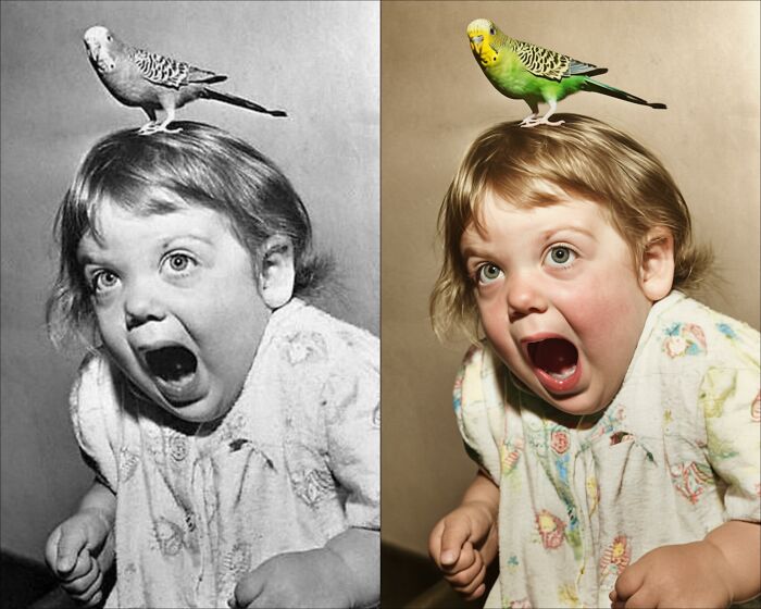 Side-by-side vintage black-and-white photo and colorized version of a surprised child with a parakeet on their head.