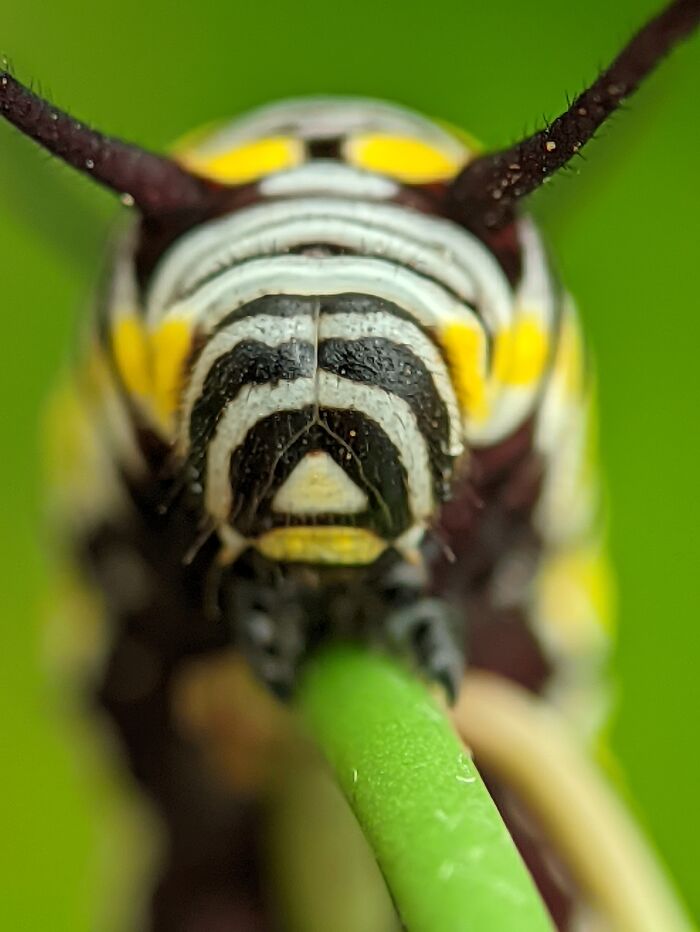 Caterpillar Closeup