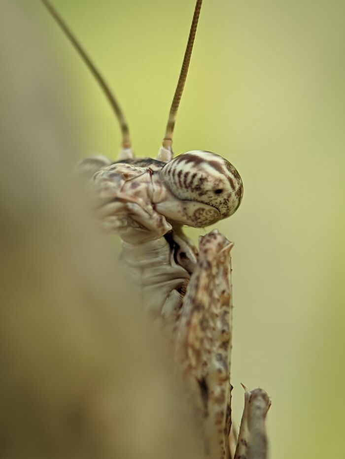 Mantis In Frame