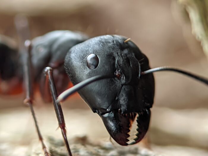 Ant Closeup