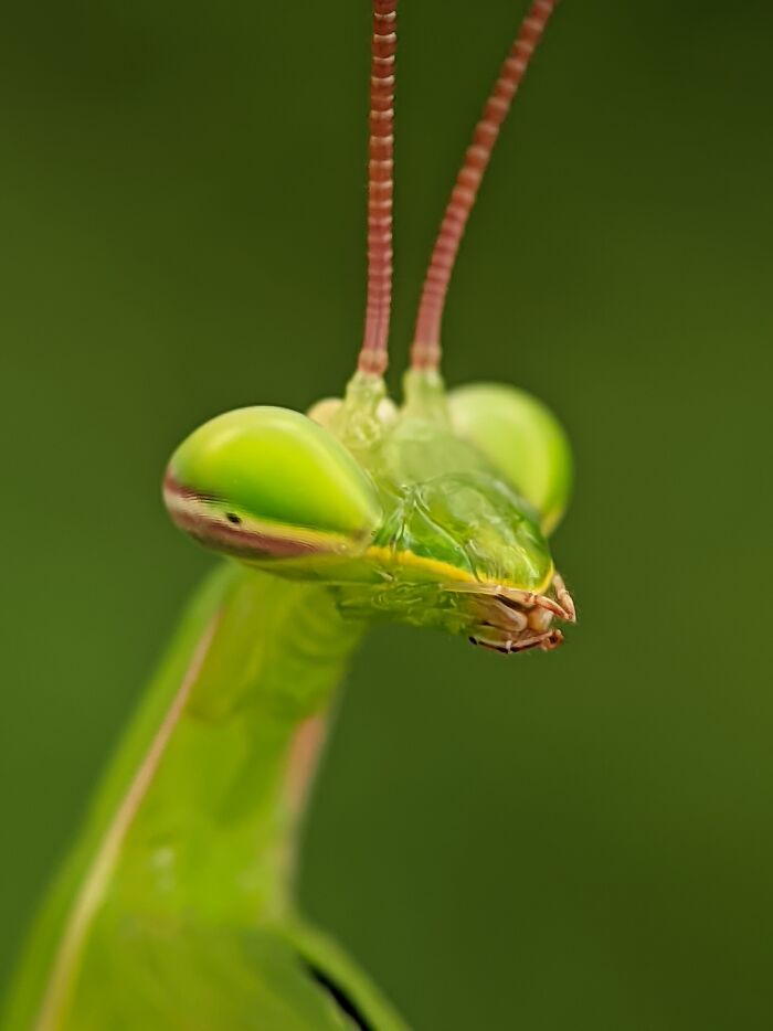 Mantis