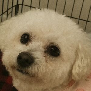 livvydoodle08 avatar