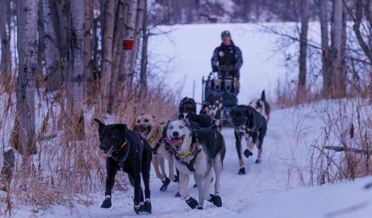 Northern Lights Dog Sledding In Talkeetna, Alaska