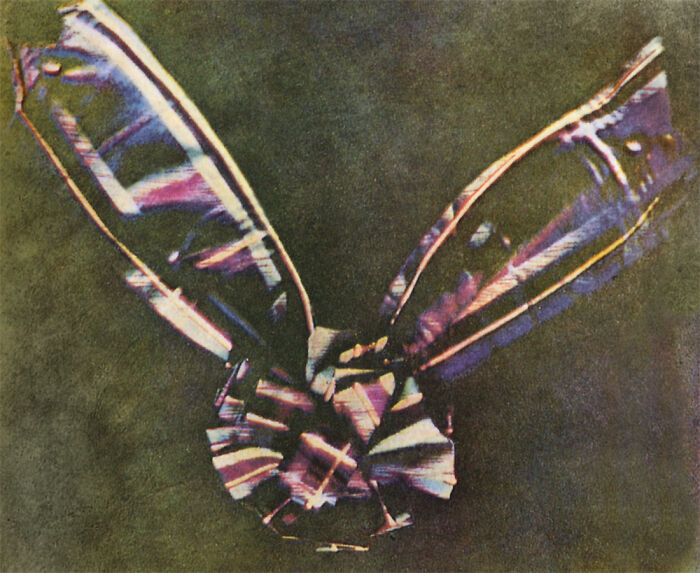 Early color photograph of a moth showcasing the unique qualities of photography when it was a new phenomenon.