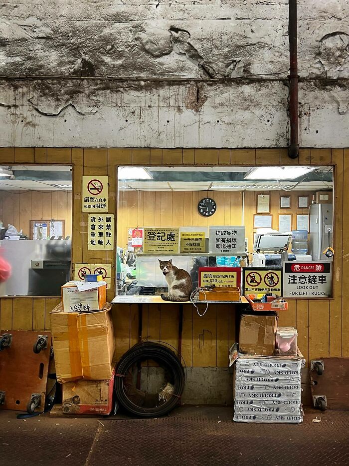 A city-adapted cat sitting on a counter inside an industrial urban space filled with boxes and signs.