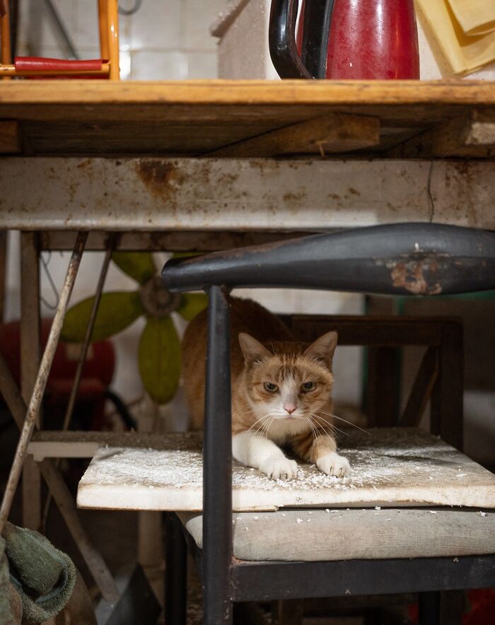 Urban city cat resting on a worn chair cushion under a rustic wooden table in an indoor setting.