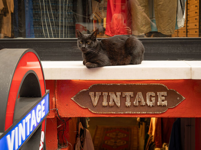 Black cat adapted to city life lounging on a shop ledge above a vintage store entrance in an urban setting.