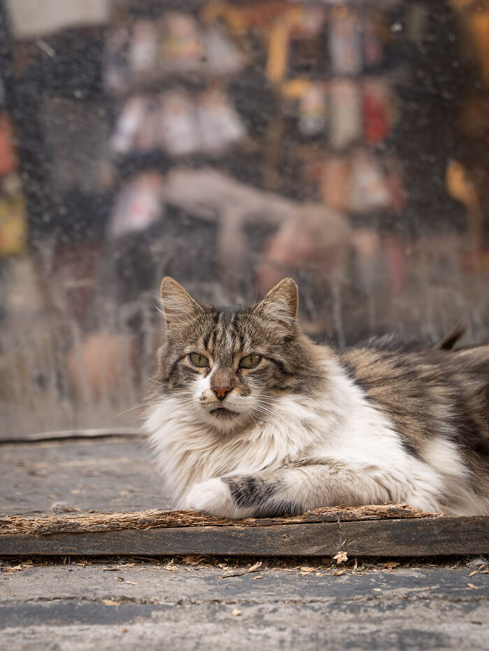 Tabby and white cat adapted to city life relaxing on a wooden surface in an urban environment from Hong Kong to Istanbul.