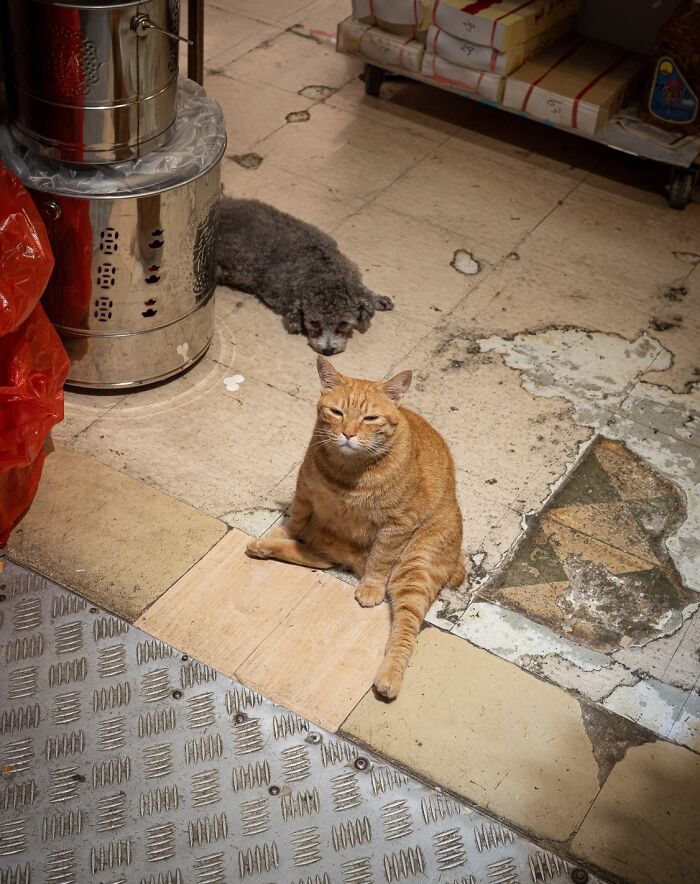 Orange cat sitting on worn city floor with a small gray dog lying nearby, showing cats adapted to city life.