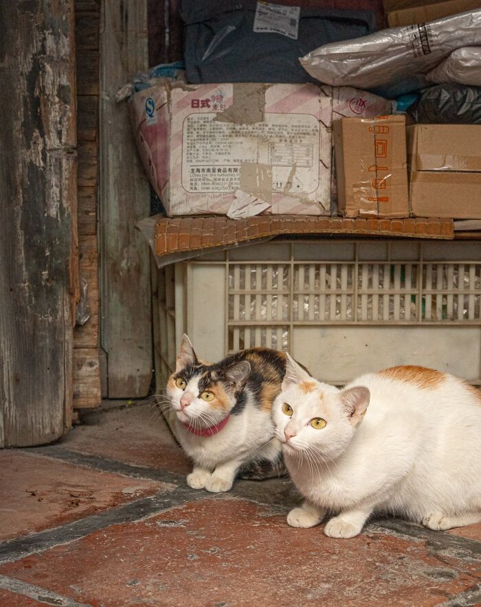 Two city-adapted cats crouch on a tiled floor near stacked boxes in an urban setting, captured by a photographer.