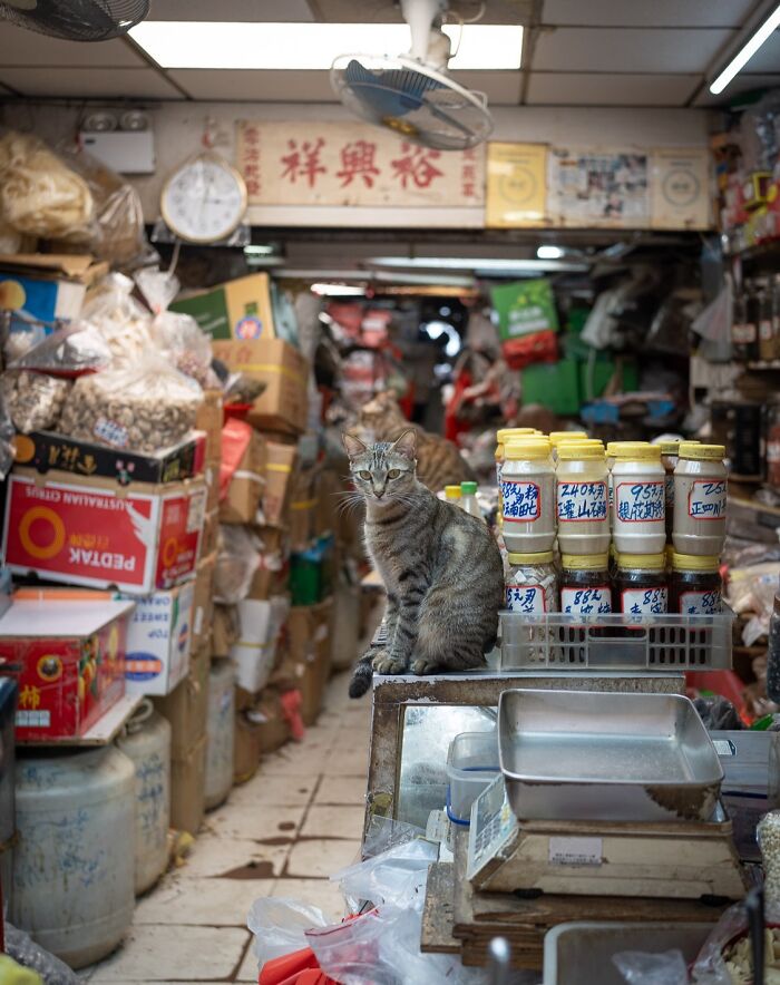 Tabby cat sitting in a cluttered city shop, showcasing cats adapted to urban life from Hong Kong to Istanbul by photographer.