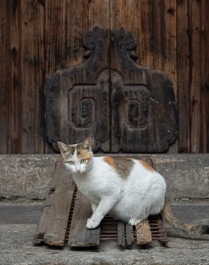 Calico cat adapting to city life, sitting on wooden planks in front of a rustic wooden door in an urban setting.