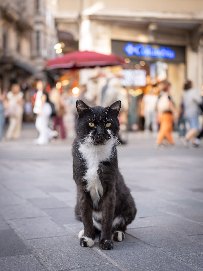 Black and white cat sitting on a city street with blurred pedestrians and storefronts in the background, adapted to city life.