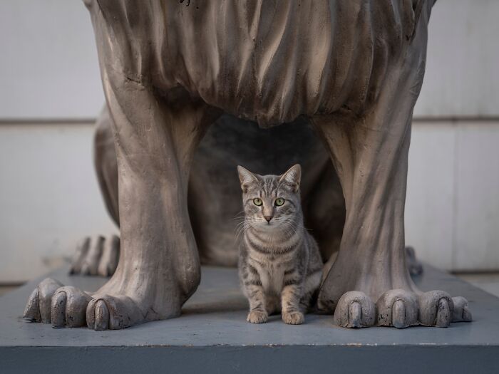 Gray tabby cat sitting between large city statue legs, showcasing cats adapted to urban city life environments.