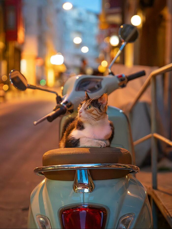 The Enchanting Street Cats Of Istanbul Captured In All Their Glory By Photographer Marcel Heijnen