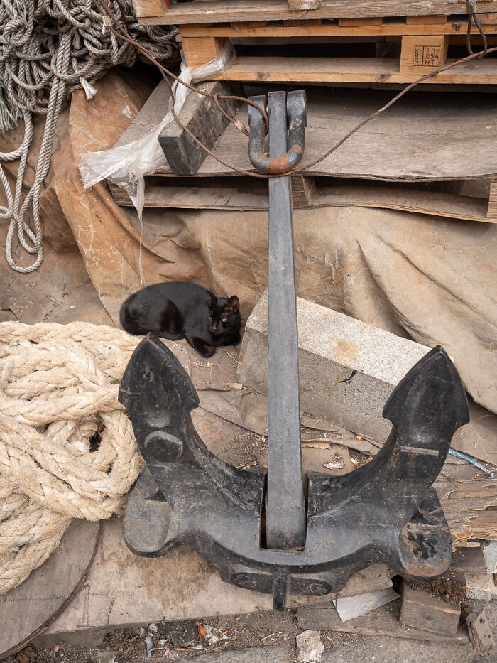Black cat resting near large rusty anchor and coiled rope in an urban setting, showcasing cats adapted to city life.