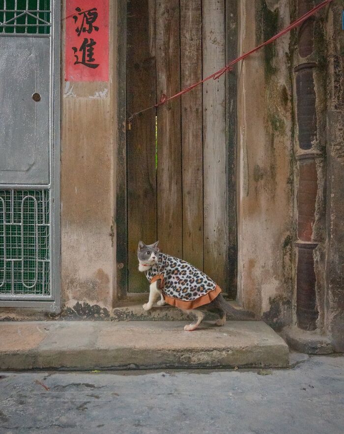 Cat wearing a leopard-print coat on a city street, showcasing urban cats adapted to city life from Hong Kong to Istanbul.
