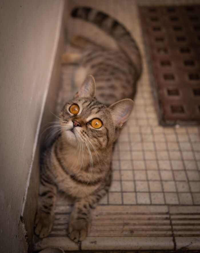 City-adapted cat with striking amber eyes resting on tiled floor near urban drain grate.