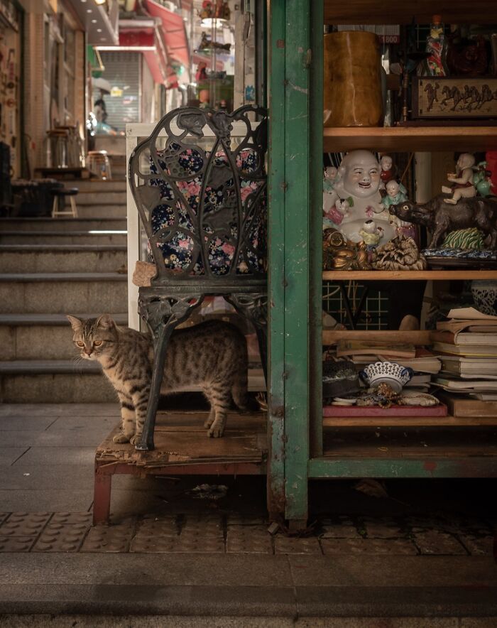 Tabby cat adapted to city life standing near antiques on a street in an urban environment captured by this photographer.