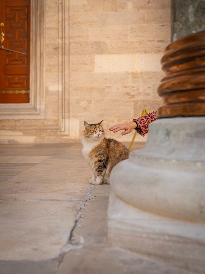 Calico cat adapted to city life in Istanbul near historic architecture as person reaches out to pet it.
