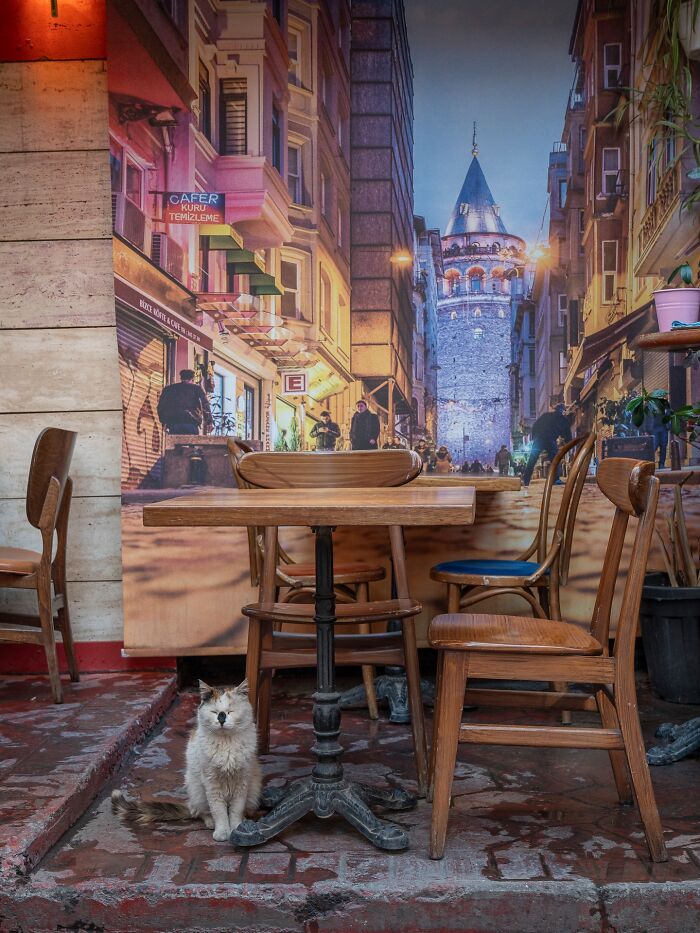 Cat sitting under a table in an urban cafe setting, showcasing cats adapted to city life in Istanbul streets.