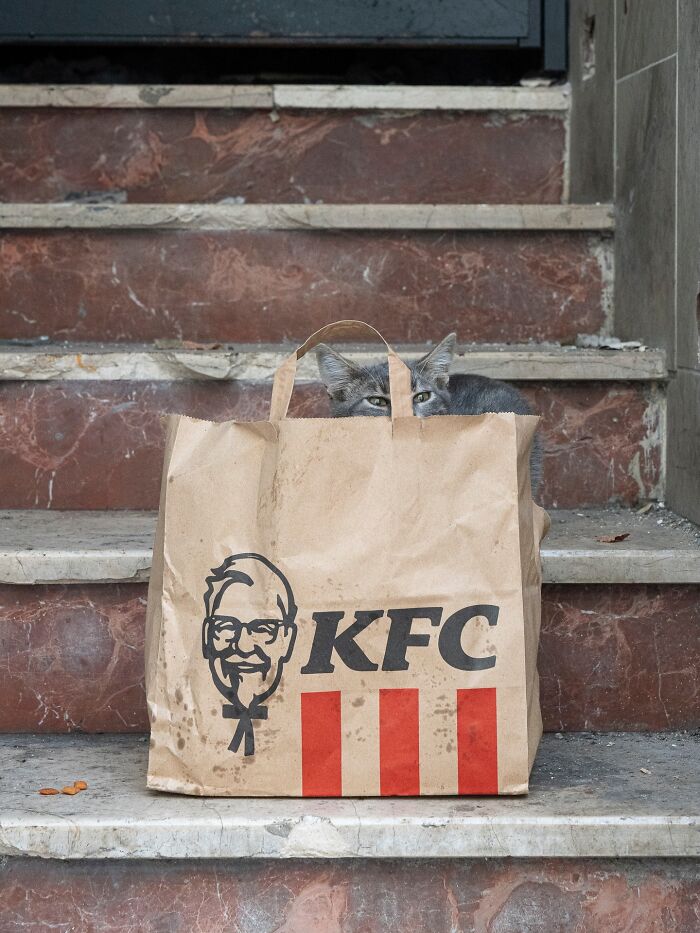 A city-adapted cat peeking over a KFC paper bag on worn urban stone steps in a street setting.