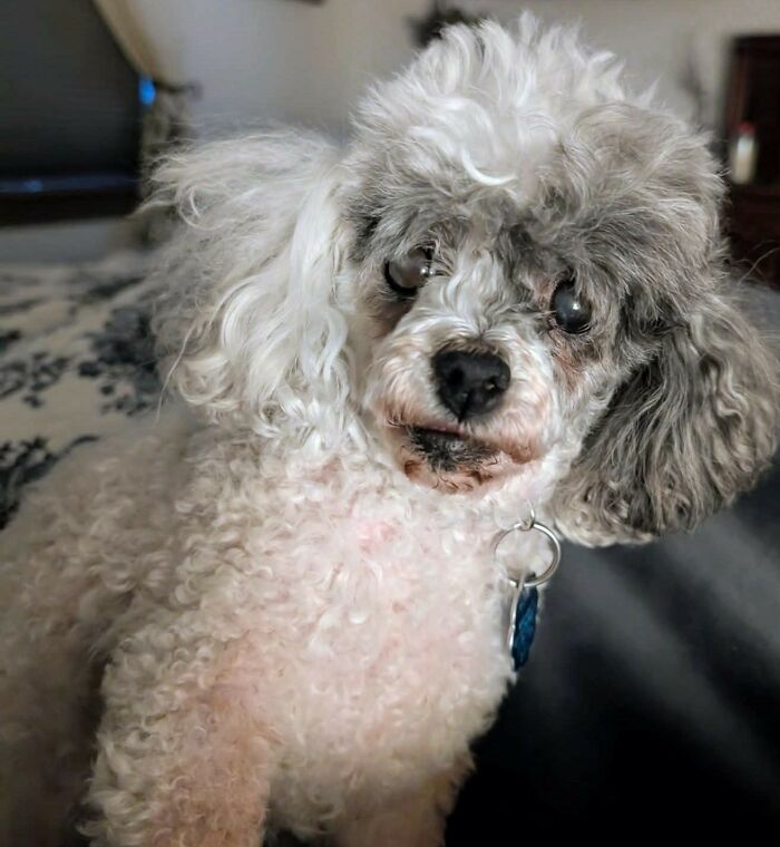 Meet Mathilda Lee, Or Tillie As I Call Her. She Just Turned 12 And Is The Sweetest Little Soul