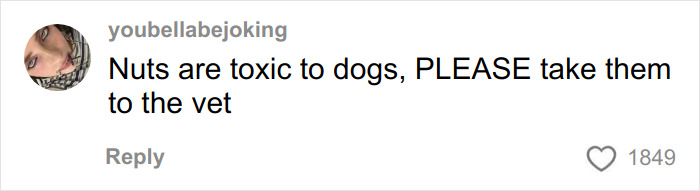 Comment warning that nuts are toxic to dogs, urging to take pets to the vet for safety and care advice. Comment warning that nuts are toxic to dogs, urging to take pets to the vet for safety and care advice.