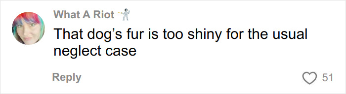 Comment about trapped dog’s shiny fur, highlighting neglect case discussed by urban explorers in a ghost mall setting. Comment about trapped dog’s shiny fur, highlighting neglect case discussed by urban explorers in a ghost mall setting.