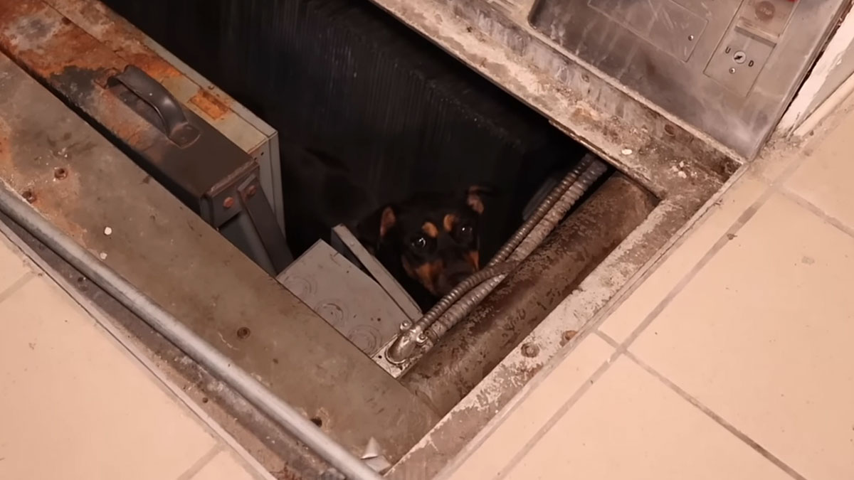 Small trapped dog peeking from a dark hole in a dirty ghost mall floor with rusted and dusty metal edges visible.