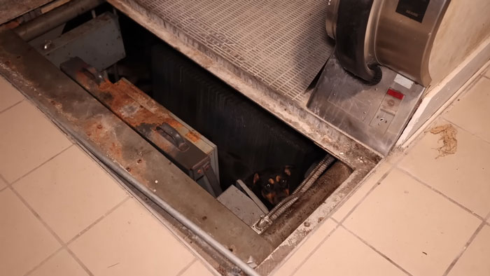 Small dog trapped in a dark basement crawl space beneath a rusty metal grate inside an abandoned ghost mall. Small dog trapped in a dark basement crawl space beneath a rusty metal grate inside an abandoned ghost mall.