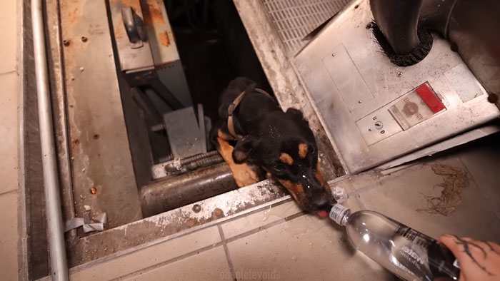 Trapped dog rescued by urban explorers drinking water in a dark, abandoned area of a ghost mall. Trapped dog rescued by urban explorers drinking water in a dark, abandoned area of a ghost mall.