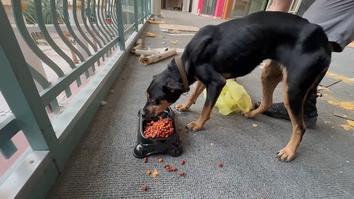Dog eating kibble from a bowl in an abandoned mall, rescued by urban explorers during their ghost mall visit. Dog eating kibble from a bowl in an abandoned mall, rescued by urban explorers during their ghost mall visit.