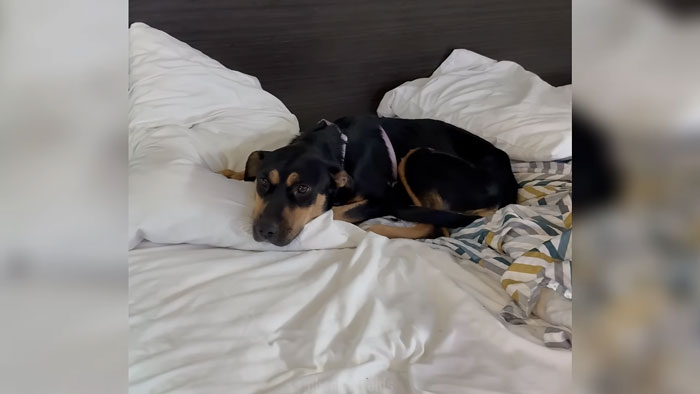 Rescued trapped dog lying on a bed, resting comfortably after being saved by urban explorers in a ghost mall. Rescued trapped dog lying on a bed, resting comfortably after being saved by urban explorers in a ghost mall.