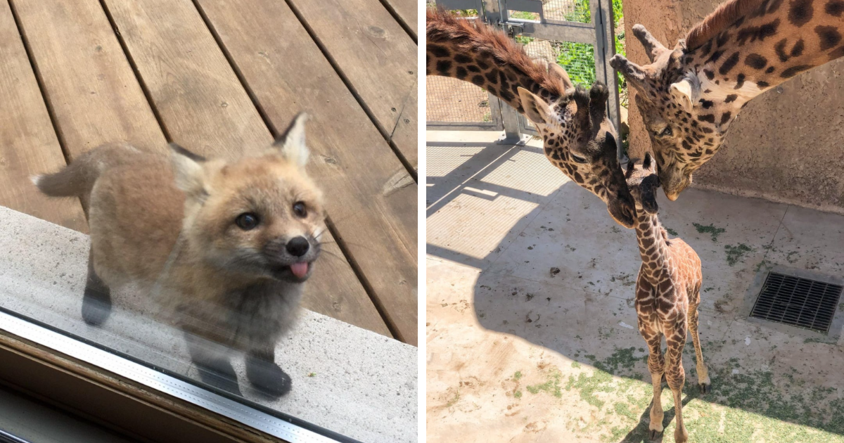 The Only Appropriate Reaction To These 115 Cute Baby Animal Pics Is “Aww” - Bored Panda