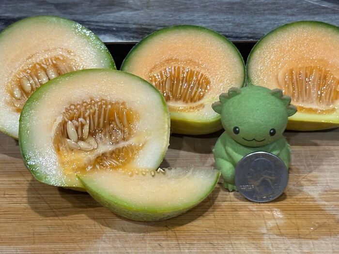 Tiny melon slices displayed next to a small toy and a quarter coin, illustrating a miniature garden joke by Mother Nature.