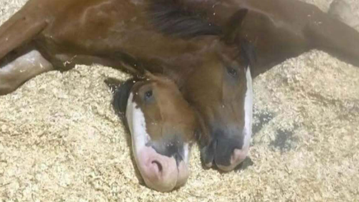 Two horses lying down closely together in a stable, creating a funny merged animal meme scene.