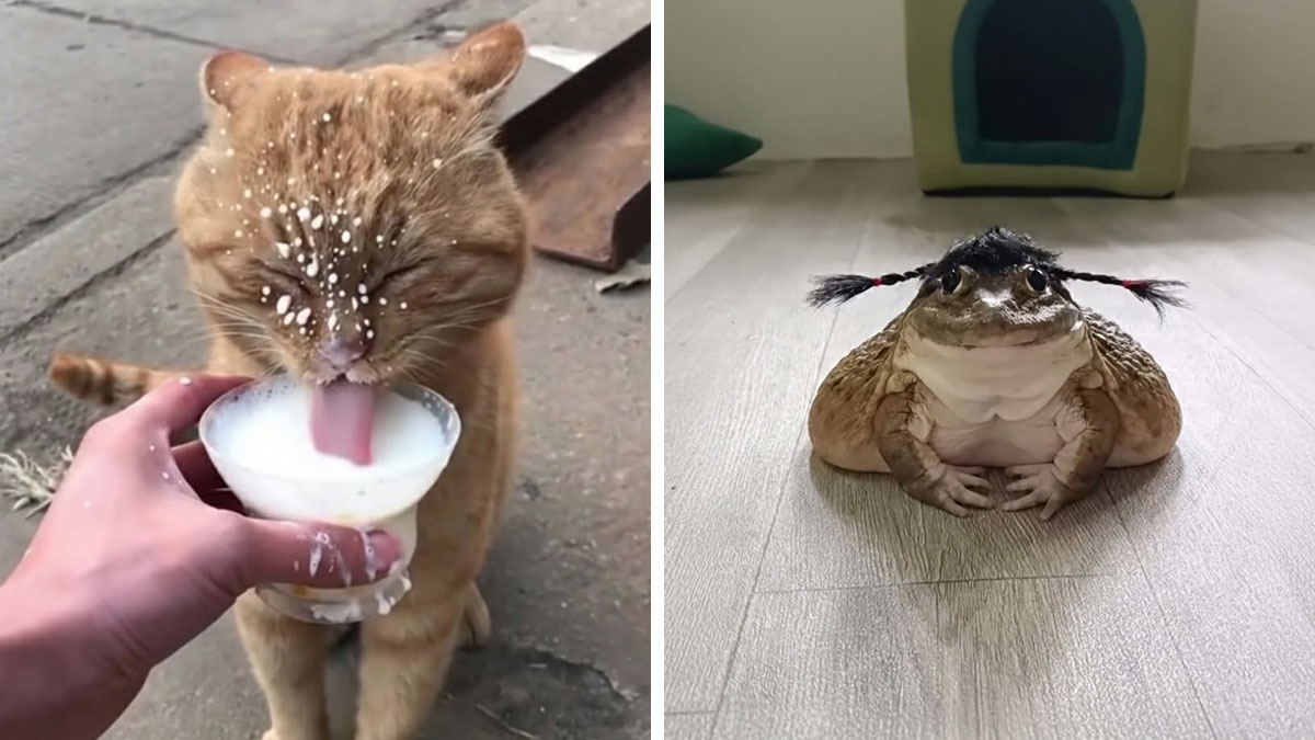 Cat drinking milk messily and frog with braided hair sitting on the floor, funny animal photos capturing pure joy moments