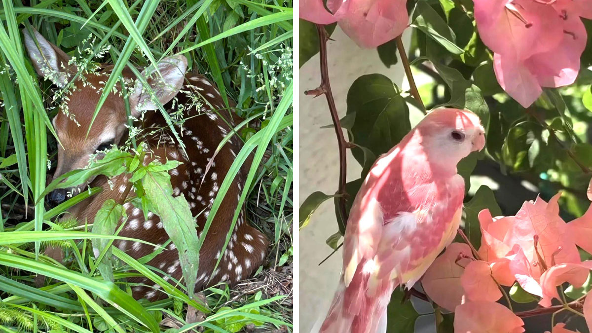 Fawn hidden in tall grass and a pink bird perched among flowers, showcasing cute animal visitors in the garden.