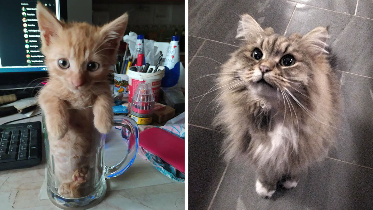 Adorable pet pics showing a kitten inside a glass mug and a fluffy cat looking up on a tiled floor