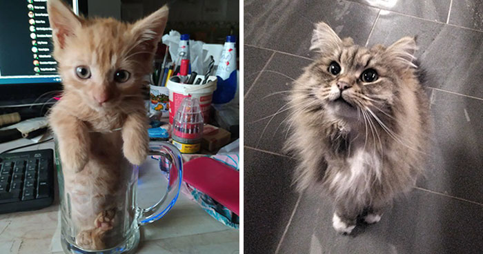 41 Adorable Pet Pics Shared By The Bored Panda Community
