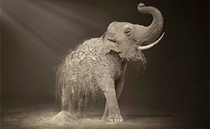 Here Are The 26 Best Elephant Ads That Are Absolutely Unforgettable