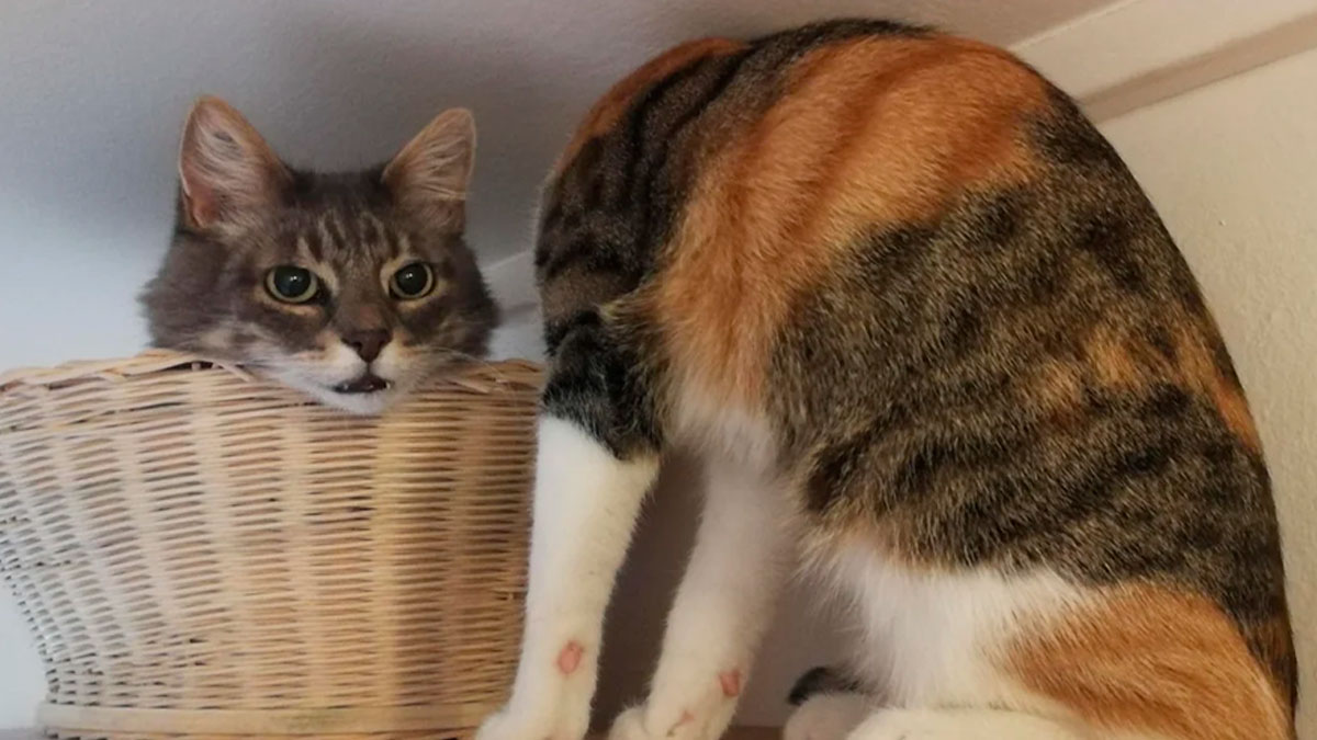 Two cats captured in a weird photo, one inside a basket and the other with its head obscured by the frame