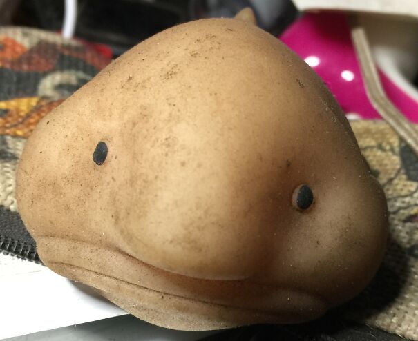 blob-fish-68fa45341fe3a.jpg